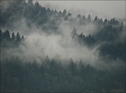 21st Feb 2012 - fog in Forest Park