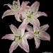 21.2.12 lillies by stoat