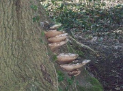 21st Feb 2015 - Bracket Fungus