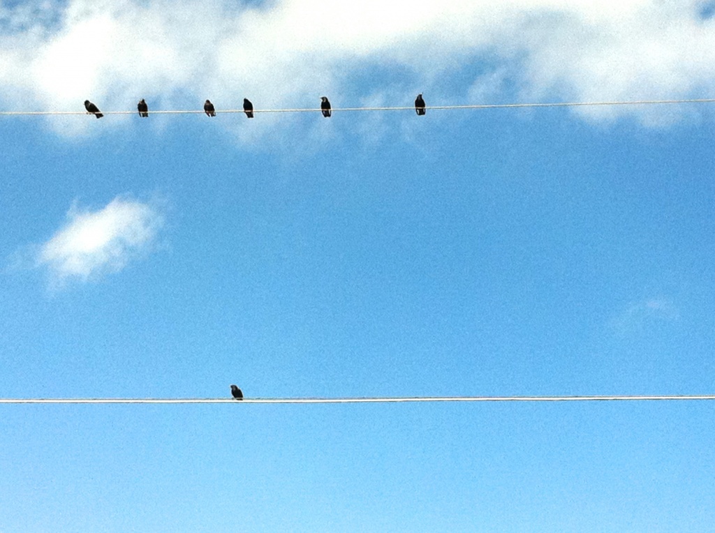 birds on a wire by bcurrie