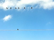 20th Feb 2012 - birds on a wire