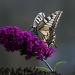 Swallowtail by seanoneill