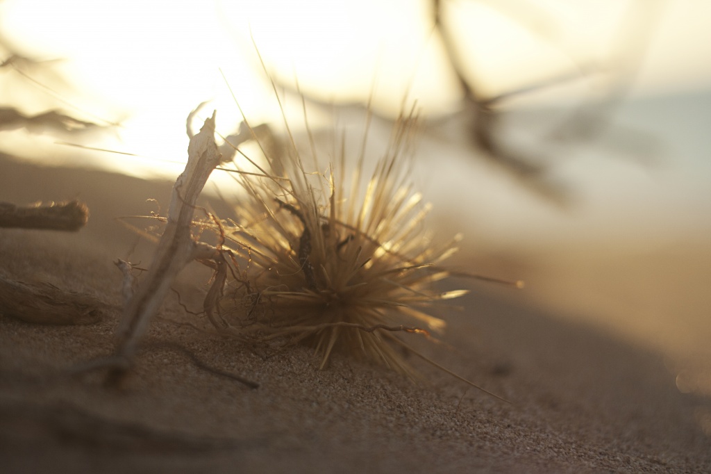 Prickly Beachgoer by lily