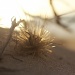 Prickly Beachgoer by lily