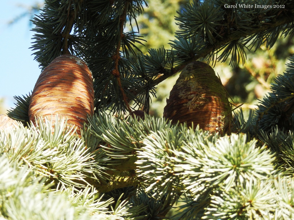 Pine cones by carolmw