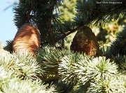 22nd Feb 2012 - Pine cones