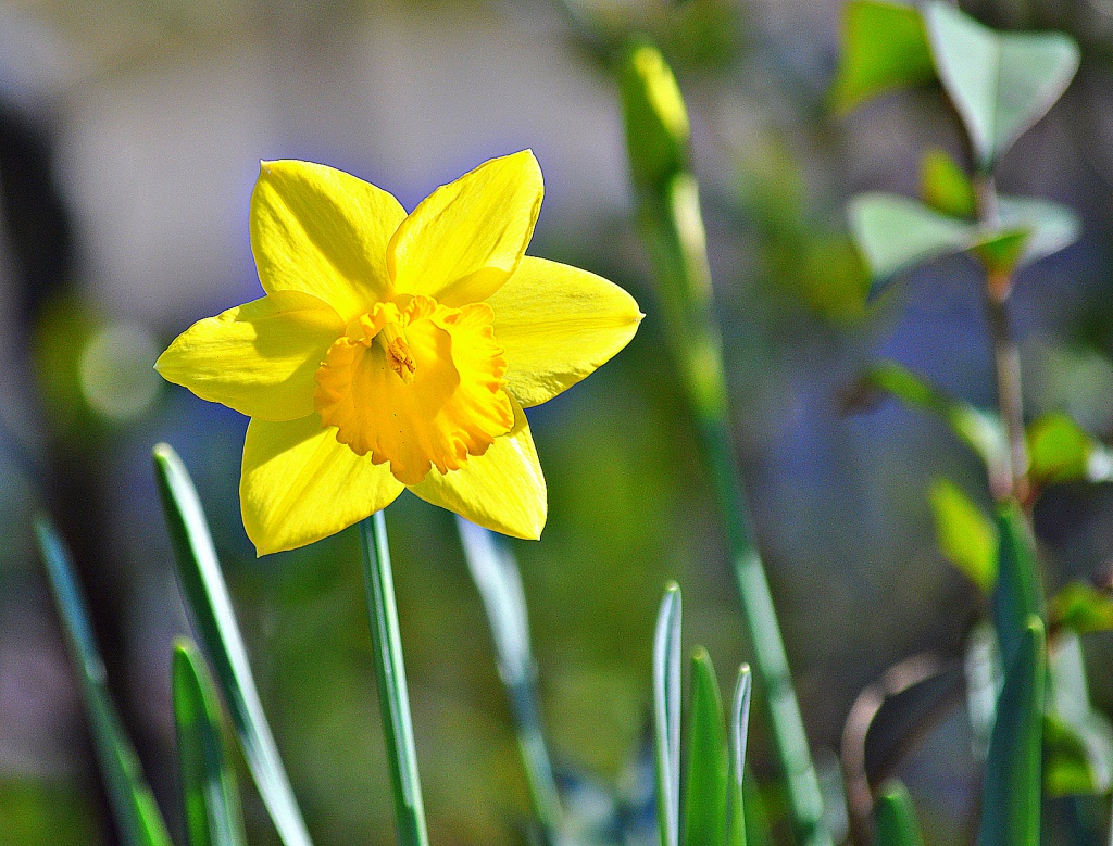 Daffodil by peggysirk