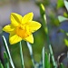 Daffodil by peggysirk