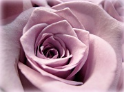 23rd Feb 2012 - rose