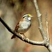 White Throated Sparrow by vernabeth