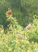 22nd Feb 2012 - We are where the Robins Winter