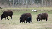 22nd Feb 2012 - Baa Baa Black Sheep - have you any wool?