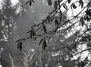 22nd Feb 2012 - Mist and Rain Kissed Catkins