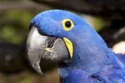 22nd Feb 2012 - Macaw at the FW Zoo