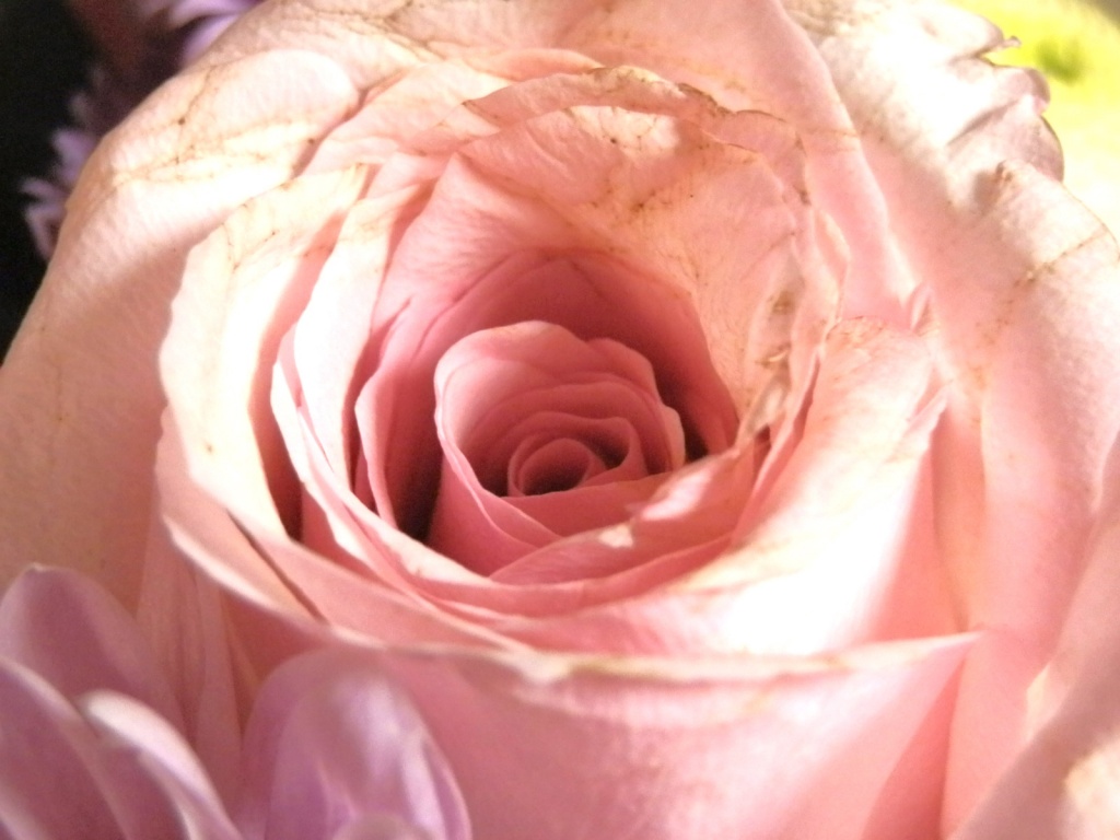 Gorgeous Swirls of pink by dianezelia