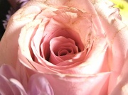 20th Feb 2012 - Gorgeous Swirls of pink