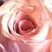 Gorgeous Swirls of pink by dianezelia