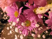 22nd Feb 2012 - bouquet in pink