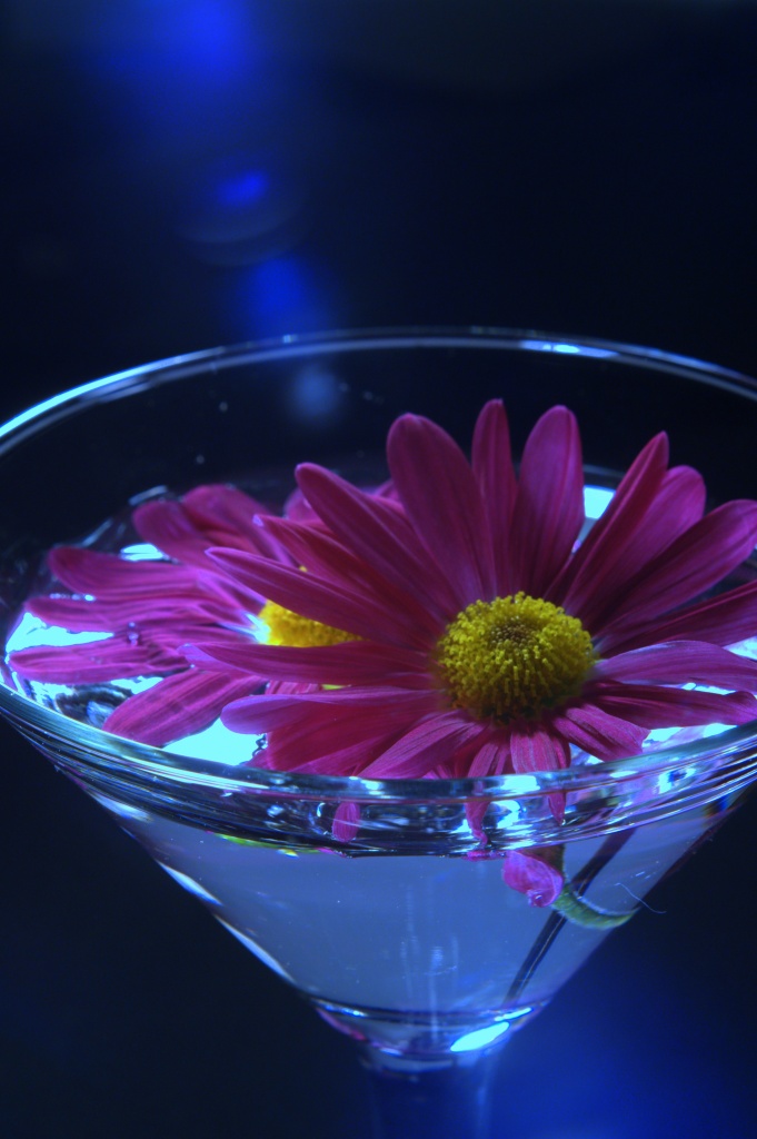 Cocktail Flowers by jayberg