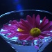 Cocktail Flowers by jayberg