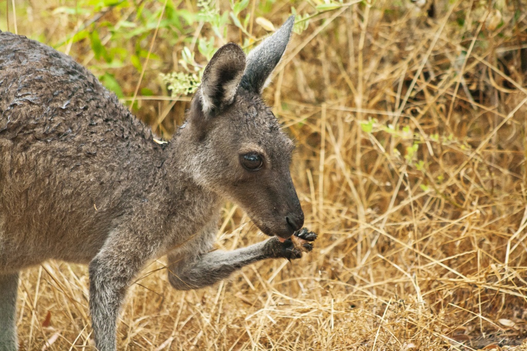 Kangaroo by lily