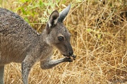 2nd Feb 2012 - Kangaroo