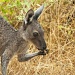 Kangaroo by lily