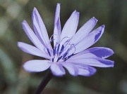 23rd Feb 2012 - Meadow flower