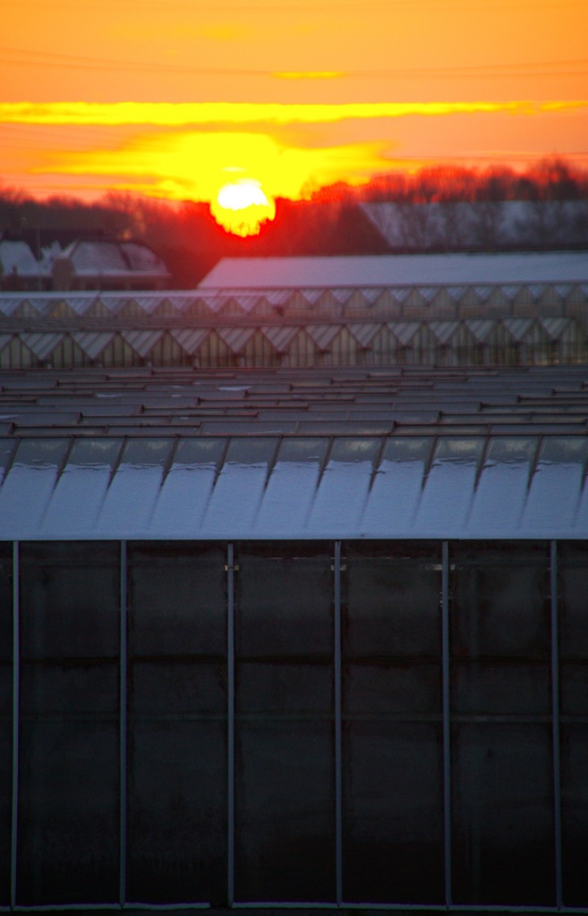 sunrise over the greenhouses by iiwi