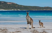 11th Feb 2012 - Kangaroos on the beach!