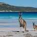 Kangaroos on the beach! by lily