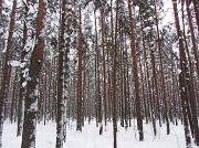 12th Feb 2012 - Scots Pine (Pinus sylvestris) IMG_3328