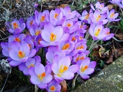 23rd Feb 2012 - ...Its Spring!