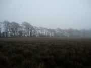 23rd Feb 2012 - Misty day