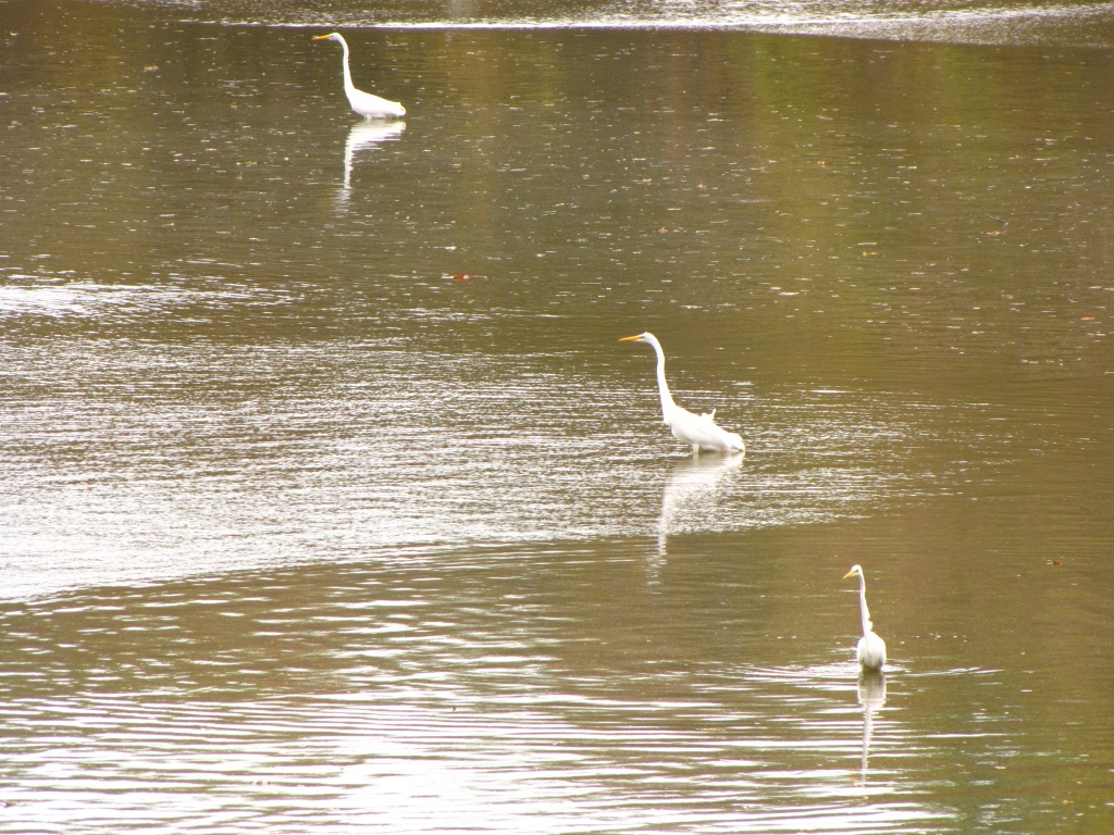 In Threes by photogypsy