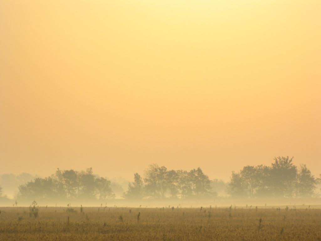 Early Morning Fog by photogypsy