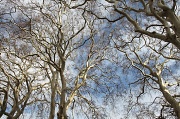 23rd Feb 2012 - Trees and sky