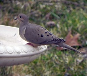 23rd Feb 2012 - Mourning Dove