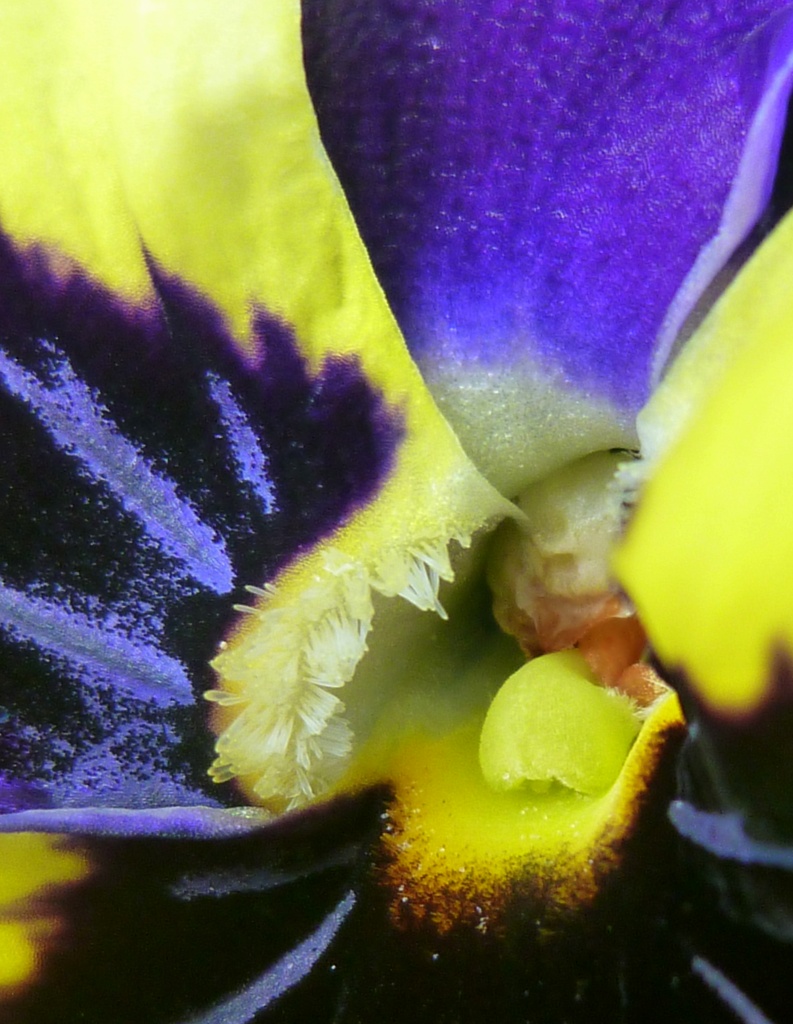 A Pansy's Inner Beauty by calm