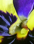 23rd Feb 2012 - A Pansy's Inner Beauty