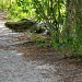 Alligator on the Trail by stownsend
