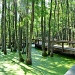 Swamp Garden by stownsend