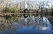 23rd Feb 2012 - Pond Reflections