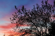 21st Feb 2012 - Backyard Sunset