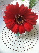 16th Feb 2012 - Red Flower