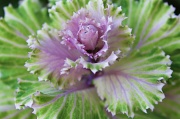 22nd Feb 2012 - Purple Cabbage