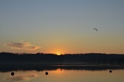 23rd Feb 2012 - Lonely Gull at Sunrise