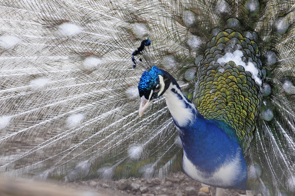 Leucistic Peacock by lstasel