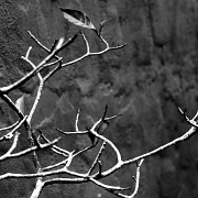 16th Feb 2012 - Branching Out