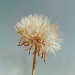 Dandelion  by peterdegraaff